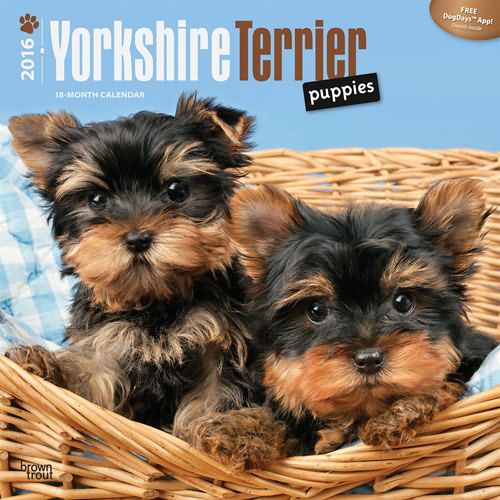 Yorkies Puppies Calendar 2016