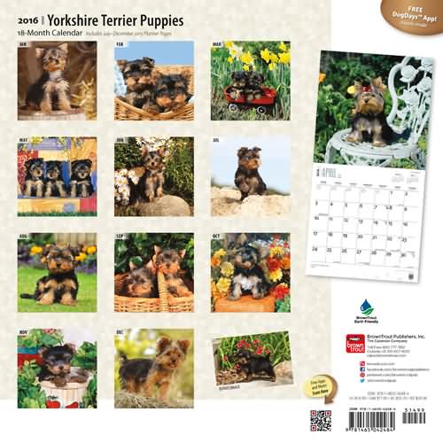Yorshire Terrier Puppies Calendar 2016