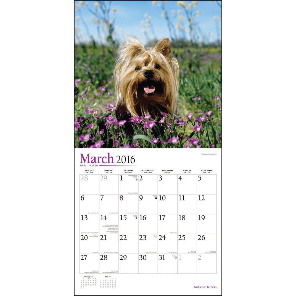 Yorkshire Terriers 2016 Wall Calendar by BrownTrout