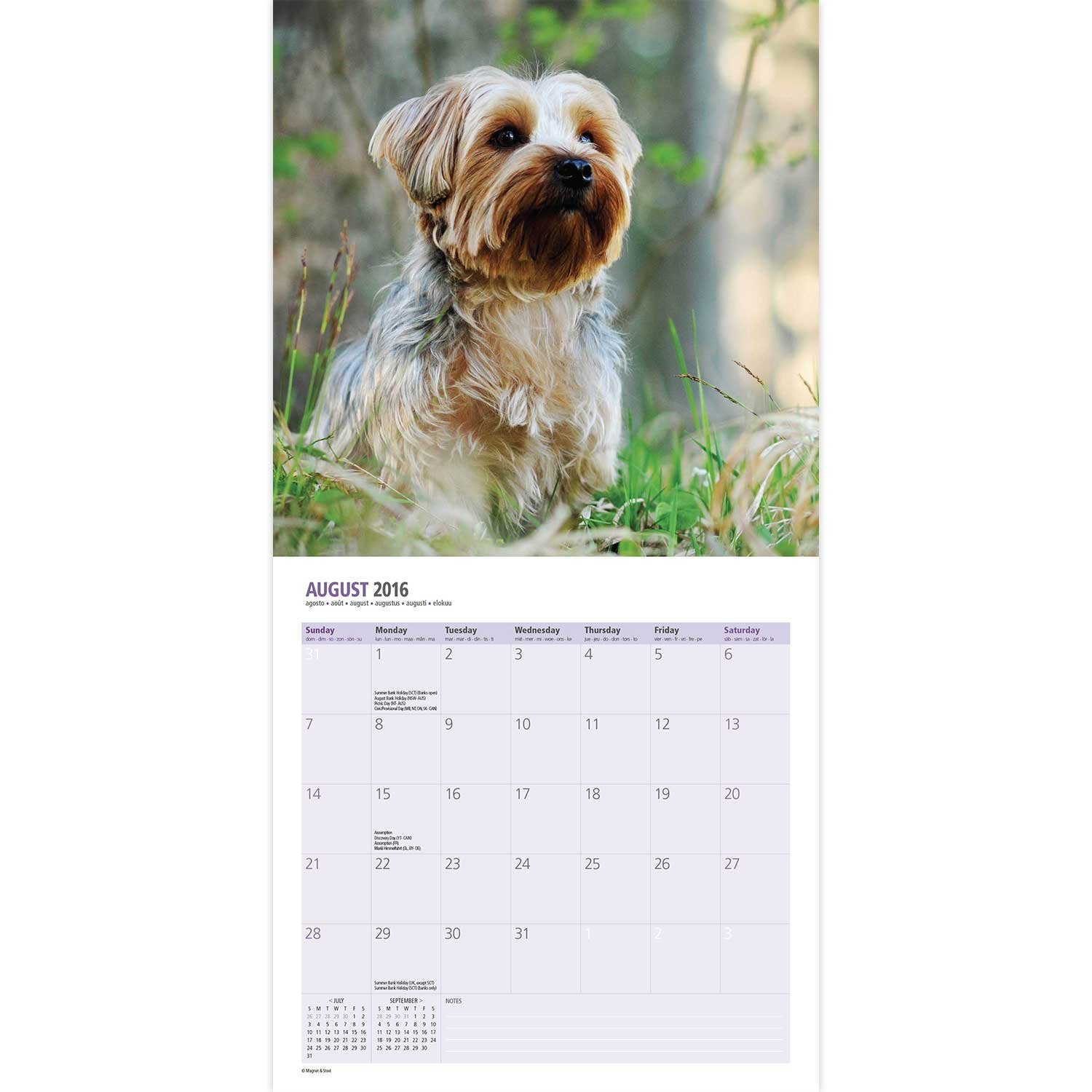 Magnet & Steel 12 Month 2016 Mini Calendar, Yorkshire Terrier 